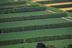 Windbreaks and Shelterbelts