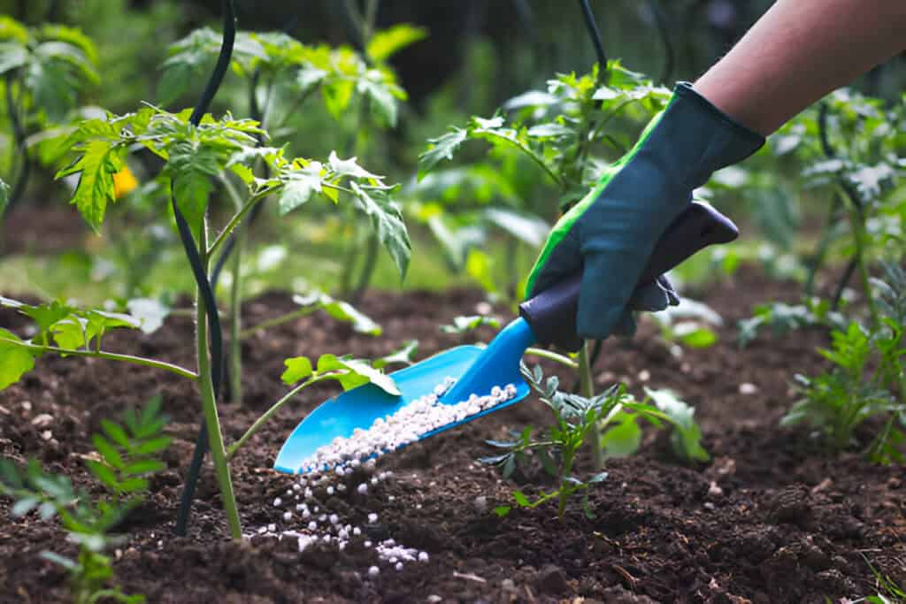 Synthetic Fertilizer to young tomato