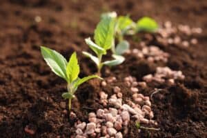 Essential Soil Nutrients