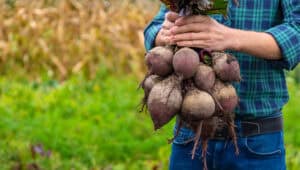 Foundation for Crop Production