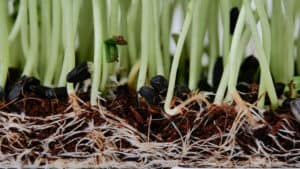 Healthy Root Zone