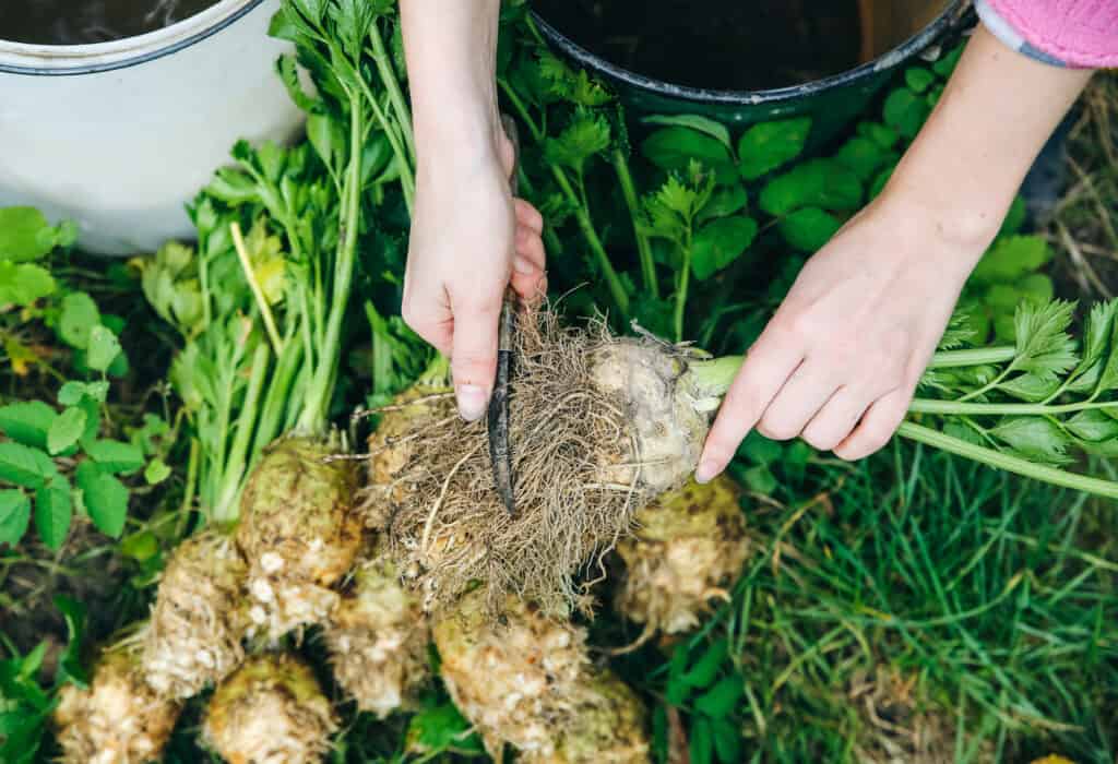Healthy Root Zone for Crop Production