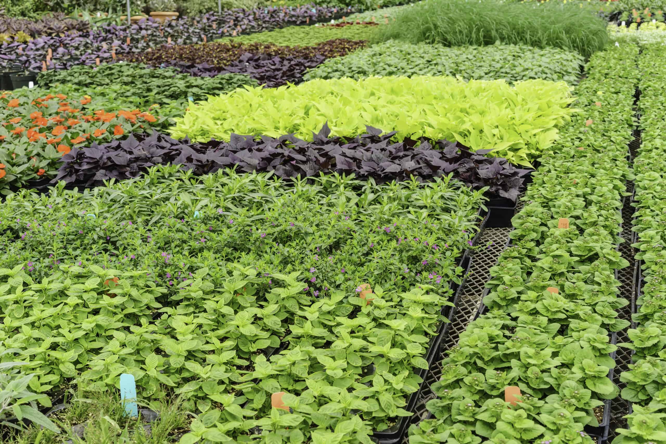 How Soil Nutrients Differ