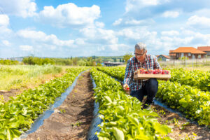 Leave Crop Residue on the Lawn