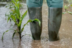 Flooded maize field