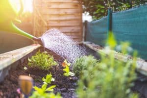 watering soil and plants during summer season - Cultiv 1260